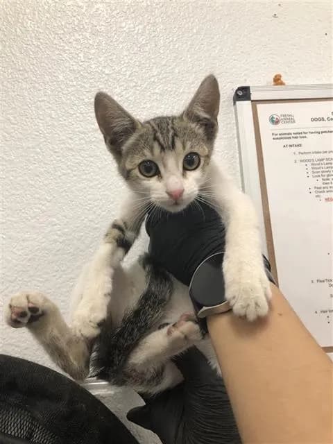 Unnamed - Domestic Shorthair mix