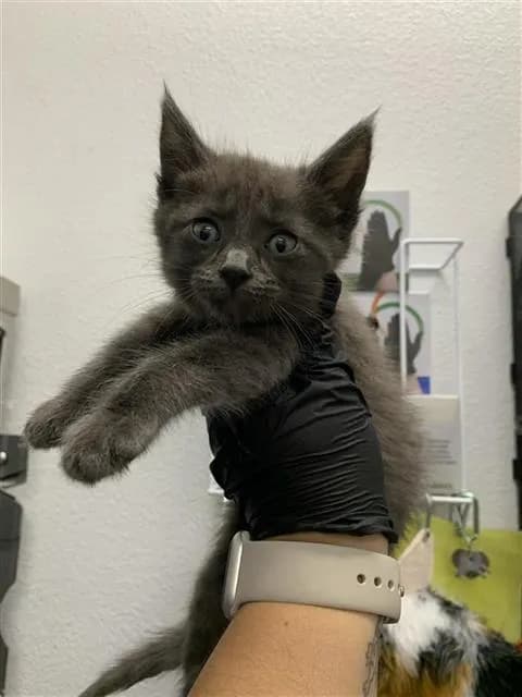 Unnamed - Domestic Shorthair