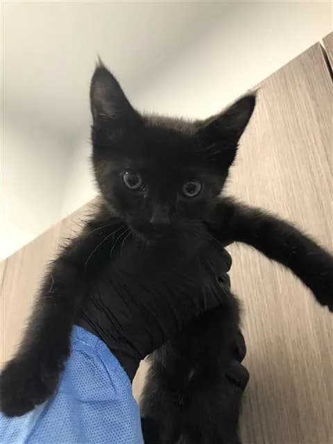 Unnamed - Domestic Shorthair