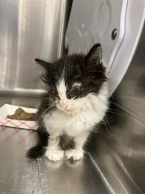 Unnamed - Domestic Shorthair mix