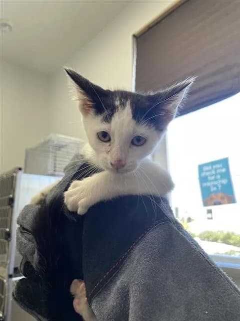 Unnamed - Domestic Shorthair