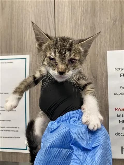 Unnamed - Domestic Shorthair
