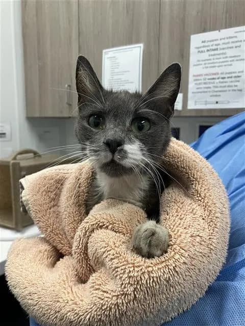 Unnamed - Domestic Shorthair