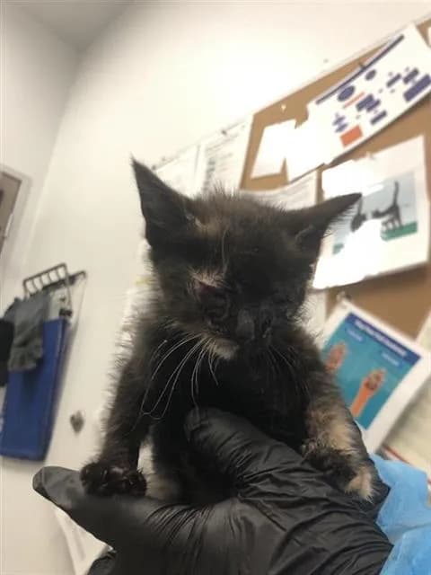 Unnamed - Domestic Shorthair mix