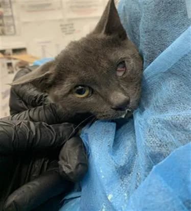 Unnamed - Domestic Shorthair