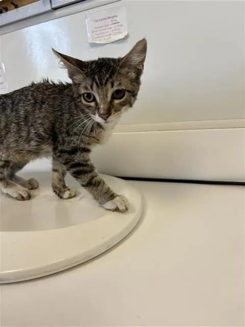 Unnamed - Domestic Shorthair