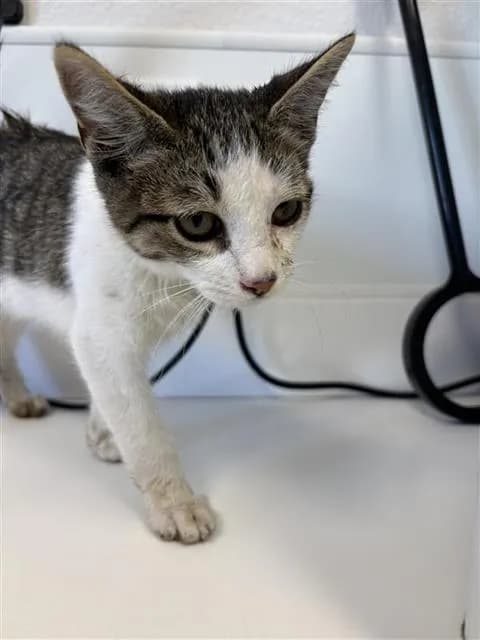 Unnamed - Domestic Shorthair