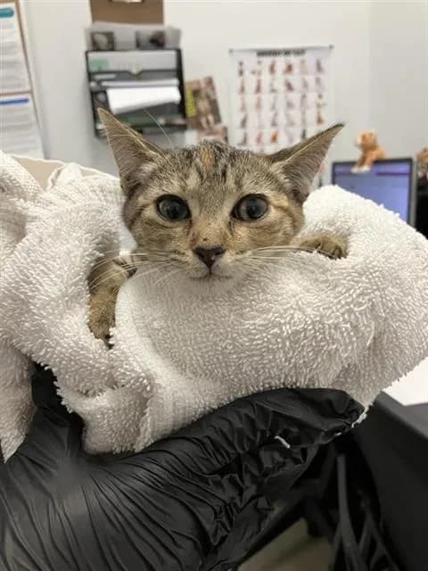 Penny - Domestic Shorthair mix