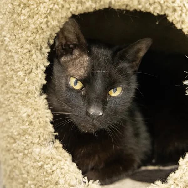 Eli - Domestic Shorthair / Mix
