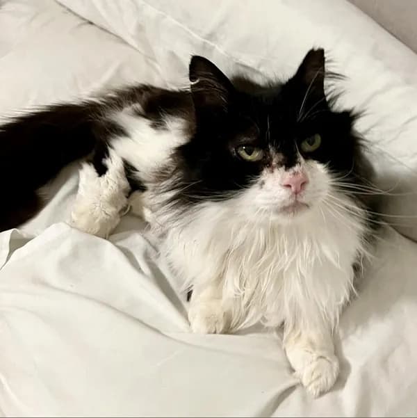Fitzgerald - Domestic Longhair