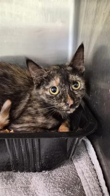 Rocket - Domestic Shorthair