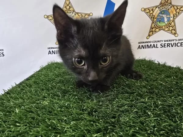 Darkness - Domestic Shorthair
