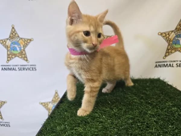 Splash - Domestic Shorthair