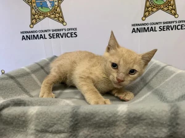 Maxine - Domestic Shorthair