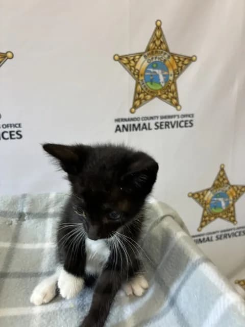 Woody - Domestic Shorthair