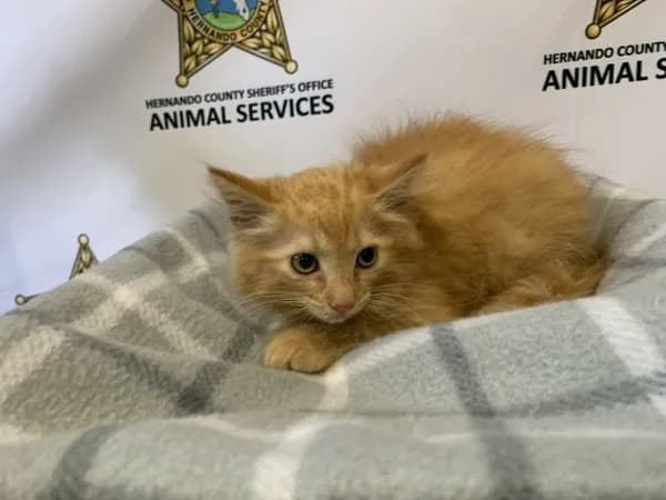 Juniper - Domestic Shorthair