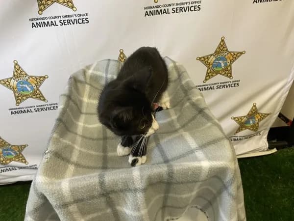 Ludwig - Domestic Shorthair