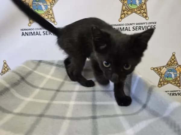 Shadow - Domestic Shorthair