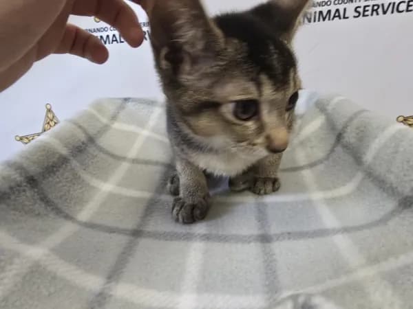 Bruce - Domestic Shorthair
