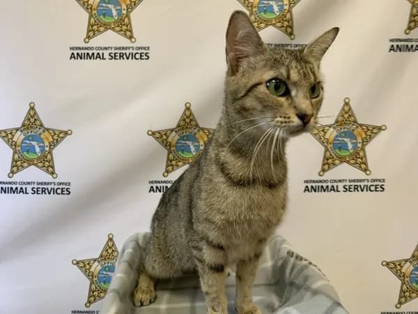Edith - Domestic Shorthair