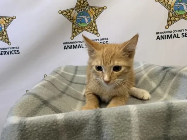 Shaggy - Domestic Shorthair