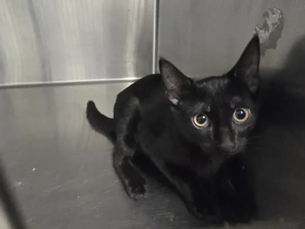 Eve - Domestic Shorthair