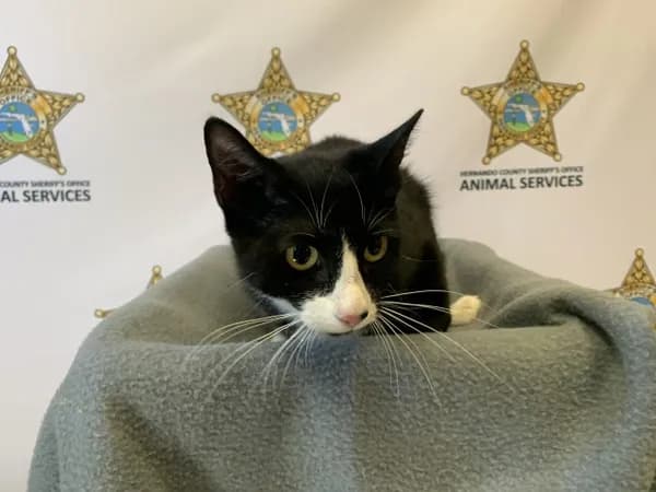 Oakley - Domestic Shorthair