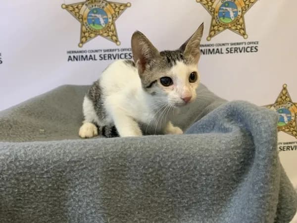 Blossom - Domestic Shorthair