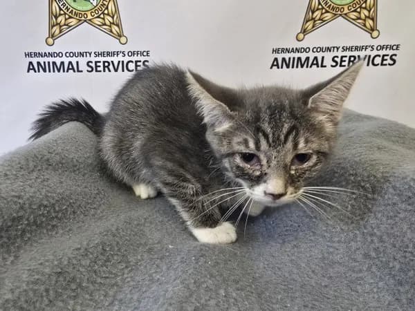 Pine - Domestic Shorthair