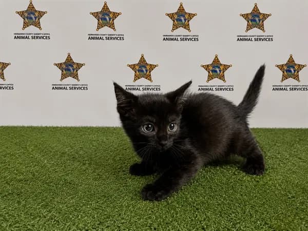 Oreo - Domestic Shorthair