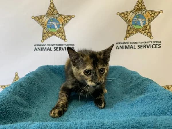 Peanut Butter - Domestic Shorthair