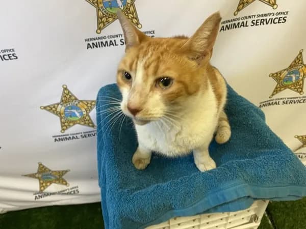Roy - Domestic Shorthair