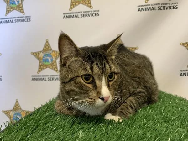 Luna - Domestic Shorthair