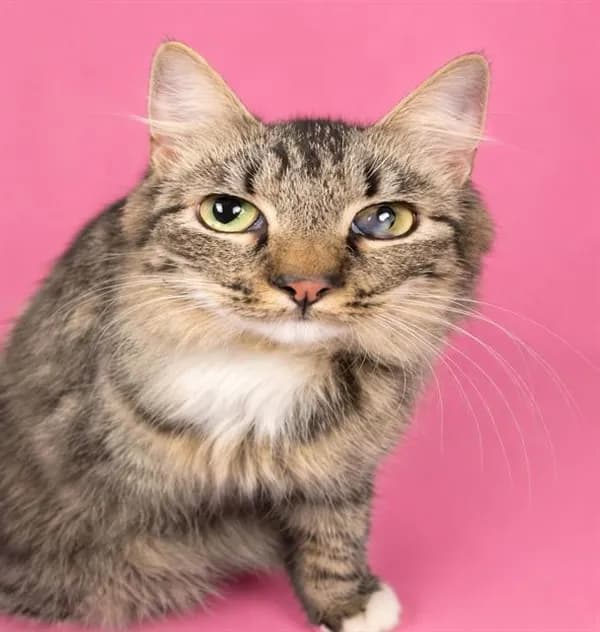 Nala - Domestic Longhair