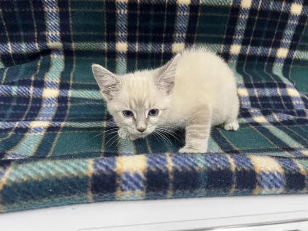 Unnamed - Domestic Longhair