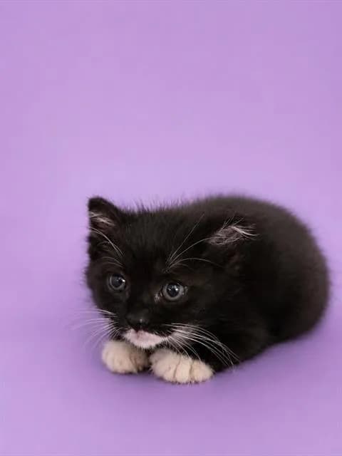 Malificent - Domestic Shorthair