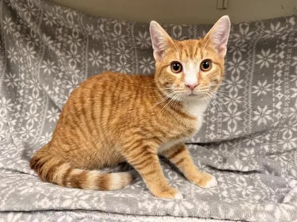 Unnamed - Domestic Shorthair