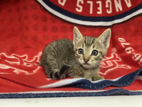 Unnamed - Domestic Shorthair