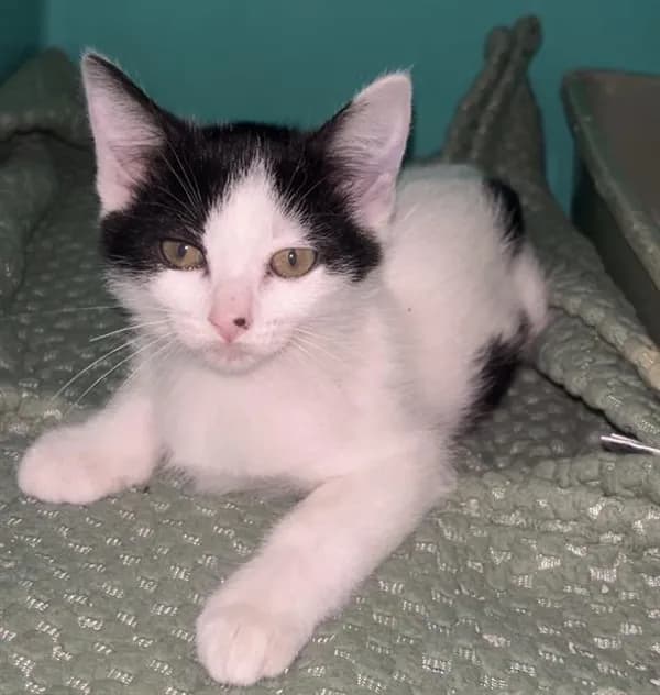 Rubi - Domestic Shorthair