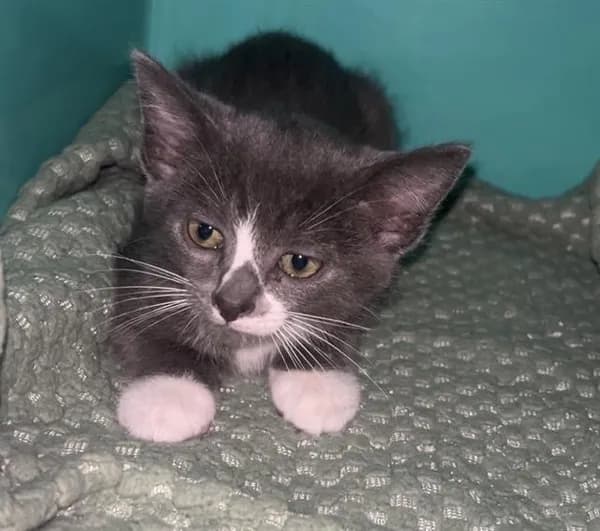 Jasper - Domestic Shorthair