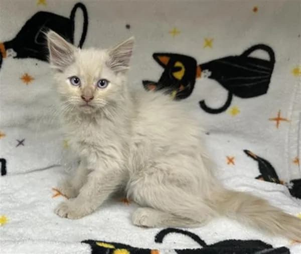 Snowflake - Domestic Mediumhair