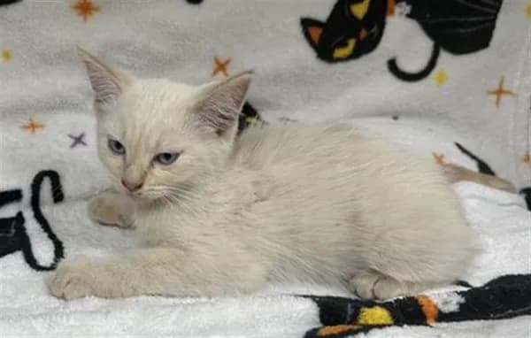 North - Domestic Shorthair