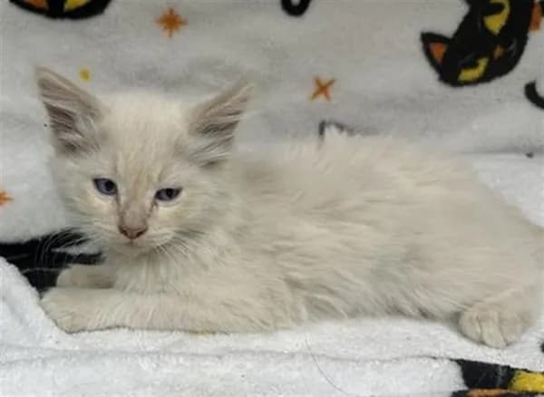 Siberia - Domestic Mediumhair