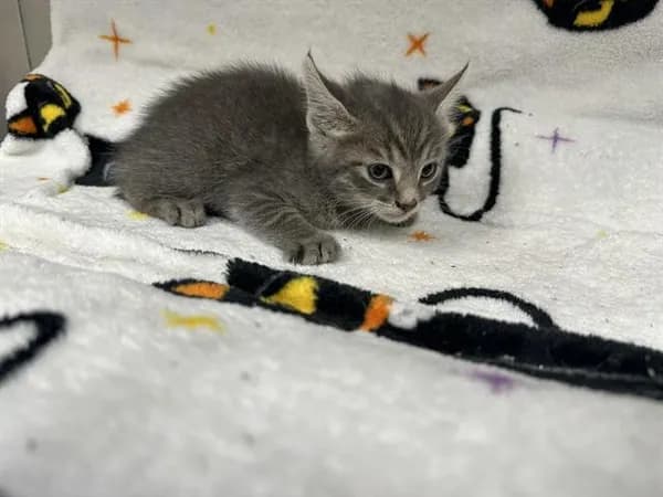 Unnamed - Domestic Shorthair