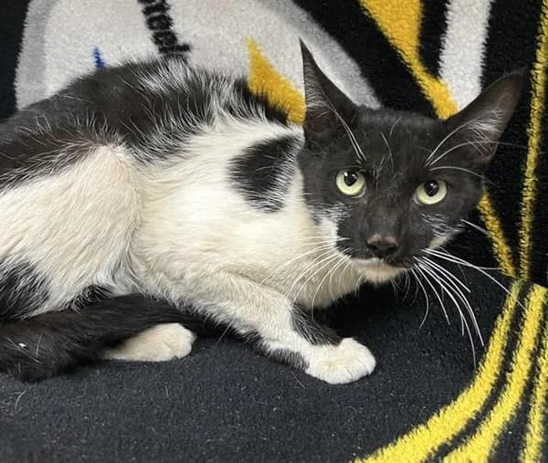 Meowly Cyrus - Domestic Shorthair