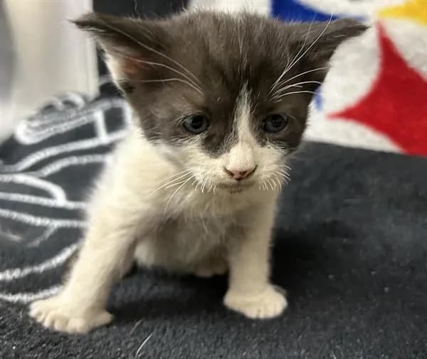 William Shakespaw - Domestic Shorthair