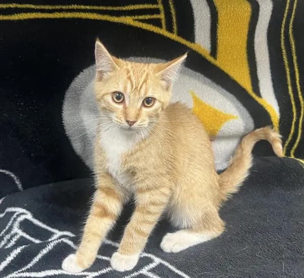 Pawblo Picatsso - Domestic Shorthair