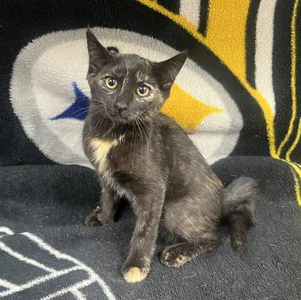 Meowtini - Domestic Shorthair
