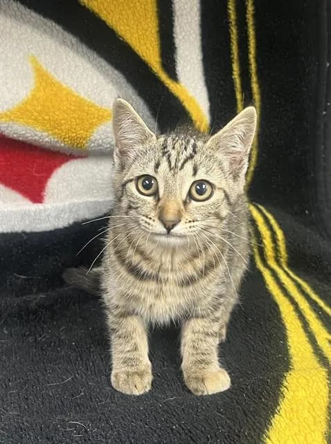 Kitty Purry - Domestic Shorthair