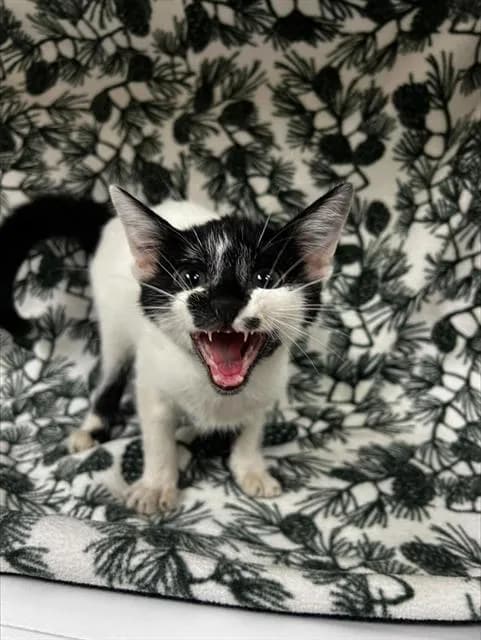 Lucipurr - Domestic Shorthair